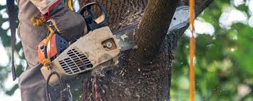 Best Tree Trimming and Pruning  in Edwards, CO
