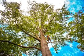 Best Tree Removal  in Edwards, CO