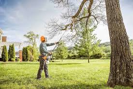 Best Tree Maintenance Programs  in Edwards, CO