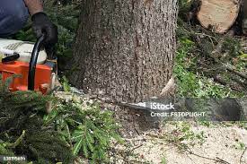 Best Firewood Processing and Delivery  in Edwards, CO