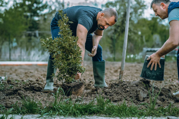 Best Arborist Consultation Services  in Edwards, CO