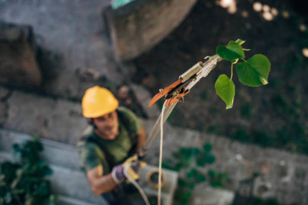 Best Tree and Shrub Care  in Edwards, CO