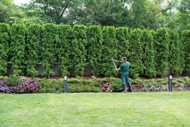 Trusted Edwards, CO Tree Services Experts