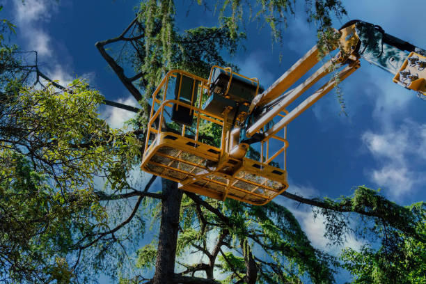 Best Hazardous Tree Removal  in Edwards, CO