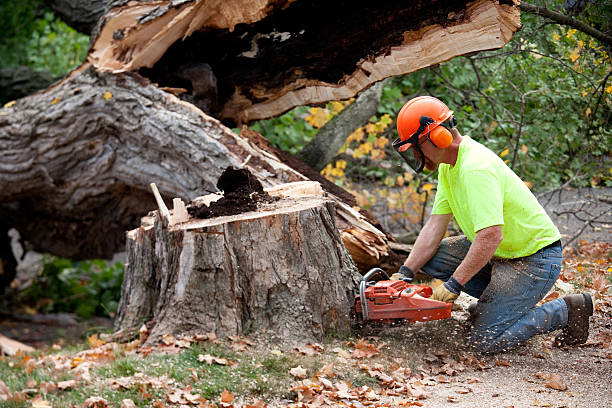 Best Tree Disease Treatment  in Edwards, CO