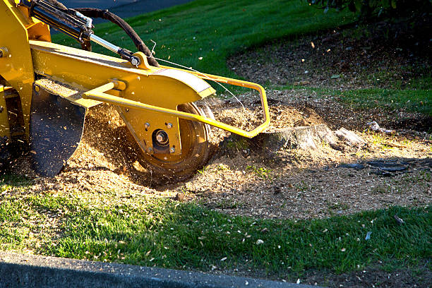 Best Tree Cabling and Bracing  in Edwards, CO