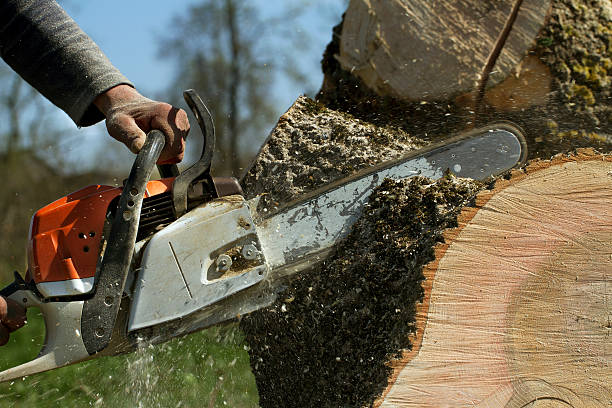 How Our Tree Care Process Works  in  Edwards, CO