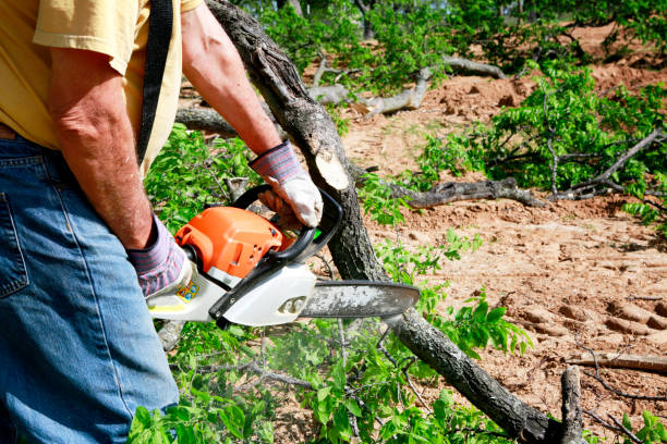 Best Lawn Renovation and Restoration  in Edwards, CO